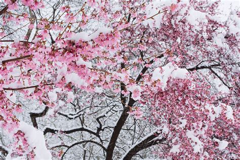 "Snow Covered Cherry Blossoms." by Stocksy Contributor "Kristin Duvall" - Stocksy