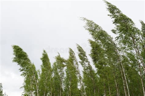 Trees blowing in the wind stock photo. Image of leaves - 21193892