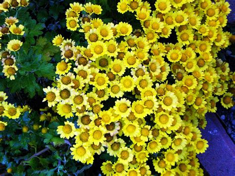 Eye Candy for the Famished: Fall Flowers - Yellow Mums