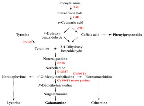 Proposed biosynthetic pathway for galantamine. Enzymes involved in the... | Download Scientific ...