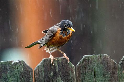 Where Do Birds Go When It Rains or Storms?