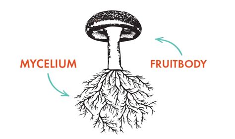 The Science of Mushroom Anatomy: Mycelium & the Fruitbody — Fungi Perfecti