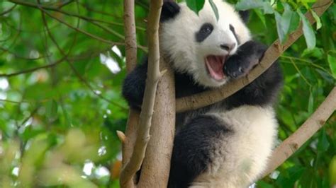 Cute Giant Panda Bear Cub Sleeping Stock Footage Video (100% Royalty-free) 1038306872 | Shutterstock