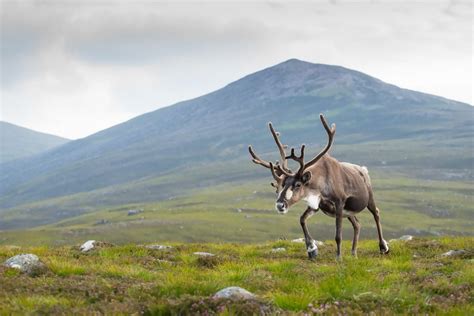 How to Photograph Animals in Their Habitat - Nature TTL