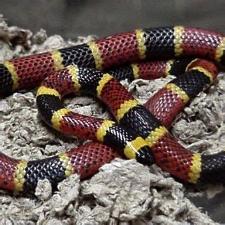 Texas Coral Snake Facts and Pictures