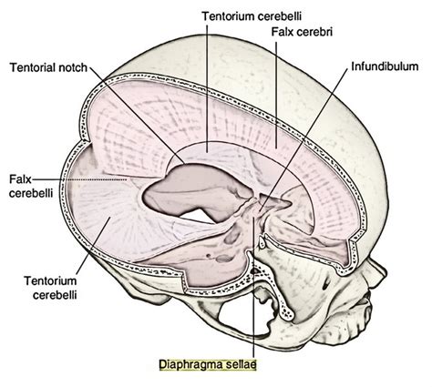 Neuroanatomy – MistryLand