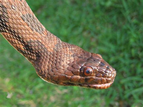 Florida Snake Photograph 024 - Detail photo - Brown Water Snake