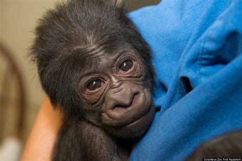 Baby Gorilla Yawns After Charming Caretakers At Columbus Zoo (PHOTOS ...