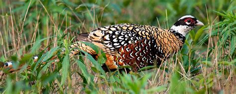 Reeves's Pheasant Photos - Shanghai Birding 上海观鸟