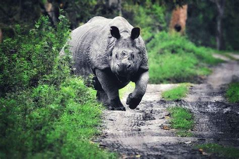 Wildlife tours, Sundarban Tiger safari India, Tiger tours photography