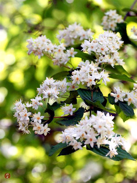 FROM THE GARDEN OF ZEN: Hime-utsugi (Deutzia gracilis) flowers in Engaku-ji temple