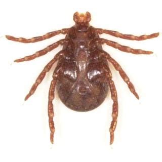 Dermacentor variabilis - American dog tick -- Discover Life