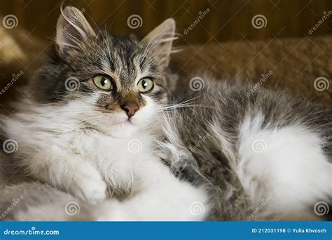 Portrait of Young Fluffy Brown Kitten. Stock Photo - Image of fluffy, looking: 212031198