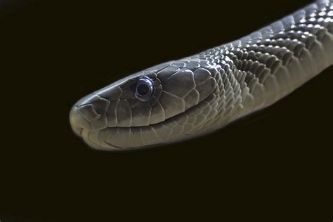 Black Mamba: Facts About One of Earth's Fastest and Most Venomous ...