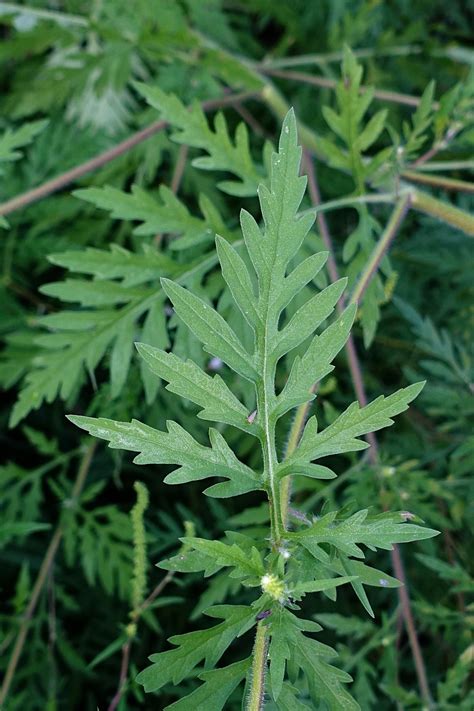 Ambrosia artemisiifolia - Wildflowers of the National Capital Region