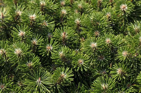 Dwarf Mugo Pine: Care and Growing Guide