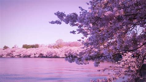 Cherry Blossoms, Jeju Island, South Korea | cherry blossom | Pinterest | Jeju island, South ...
