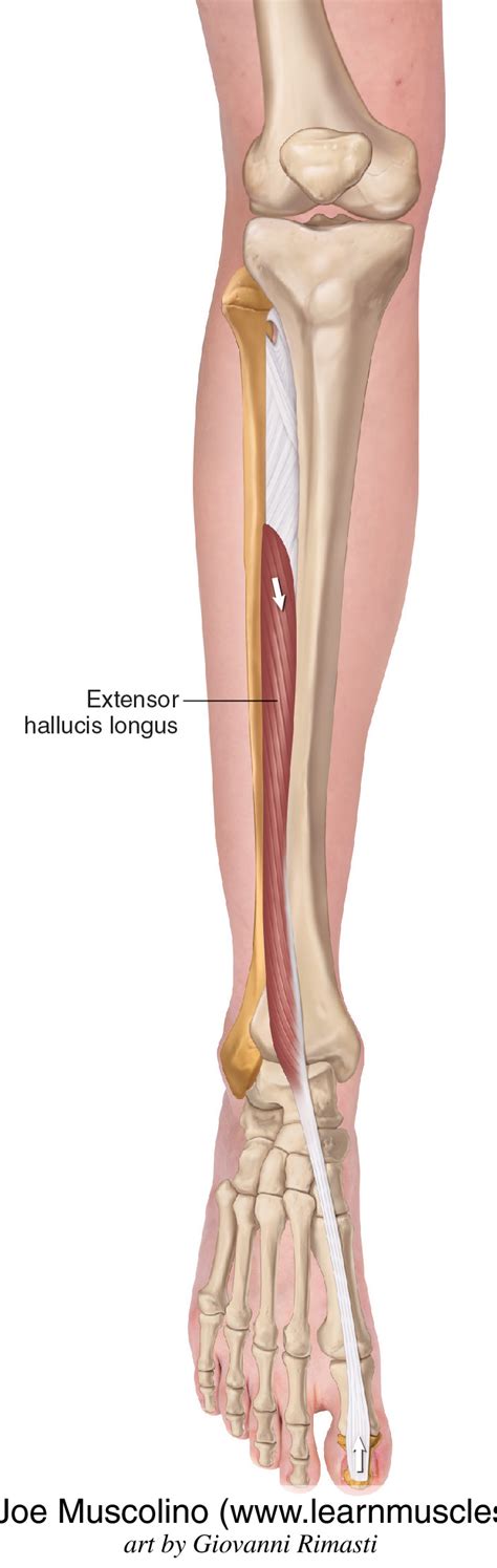 Extensor Hallucis Longus - Learn Muscles