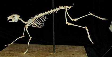 Hare skeleton | Animal skeletons, Rabbit skeleton, Animal skulls