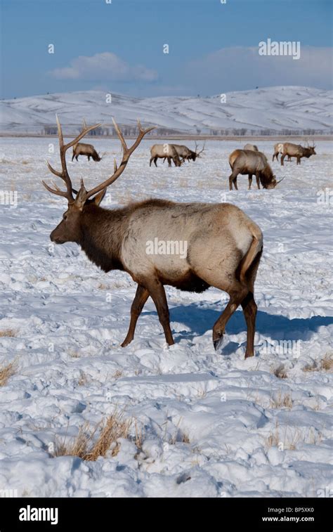 USA, Wyoming, Jackson Hole. National Elk Refuge in winter. Elk, (wild: Cervus elaphus) aka ...