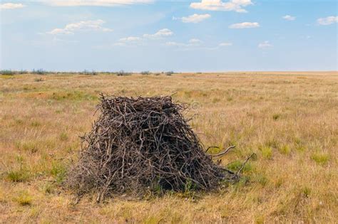 Steppe Eagle Sits in Nest Ion Ground Stock Photo - Image of close, bird ...