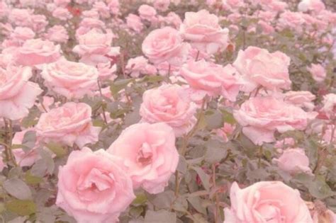 right here | Flower aesthetic, Pastel pink aesthetic, Pink aesthetic