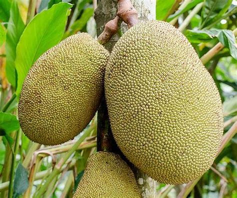 India's 'superfood' jackfruit goes global