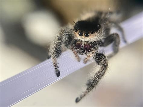 Phidippus Regius - Spiders Web HQ