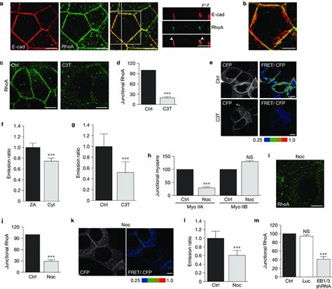 The zonula adherens is a microtubule-dependent Rho zone. (a,b)... | Download Scientific Diagram