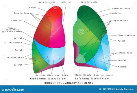 Radiopaedia Lung Segments