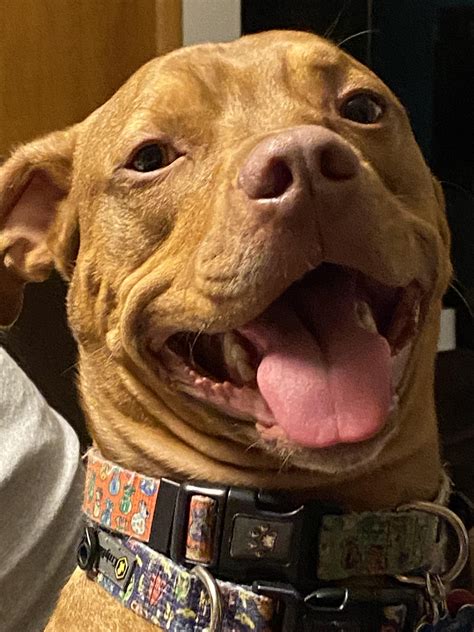 My baby boy has a beautiful smile :) : r/pitbulls