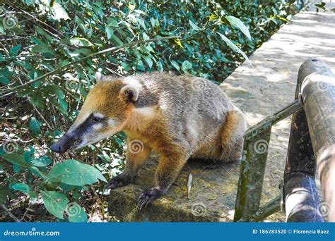 Coati in Iguazu National Park Misiones. Wildlife. Animal in the ...