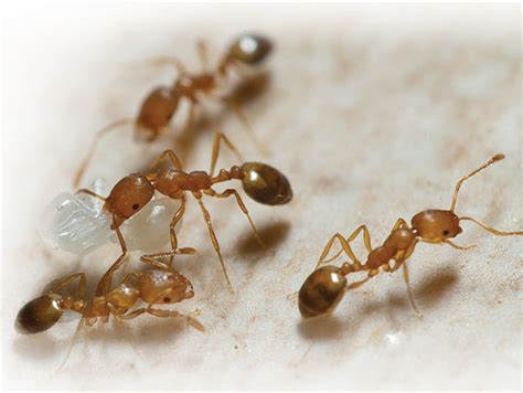 How to Get Rid of Pharaoh Ants - The Pest Advice