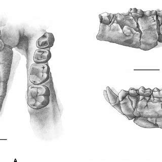 Ouranopithecus macedoniensis , late Vallesian (MN 10), Macedonia ...