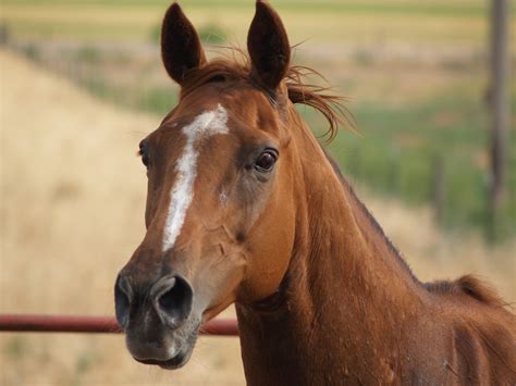 File:Chestnut horse head, all excited.jpg - Wikipedia