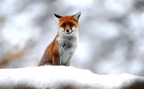 Fox, Animals, Small, Snow, Winter, Photography, Depth Of Field wallpaper | animals | Wallpaper ...