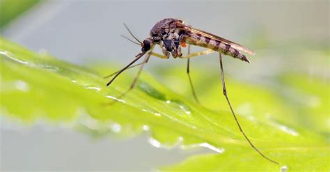 Beware of These Top 10 Most Dangerous Insects in England - AZ Animals