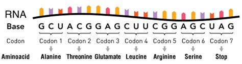 Mrna Translation Chart