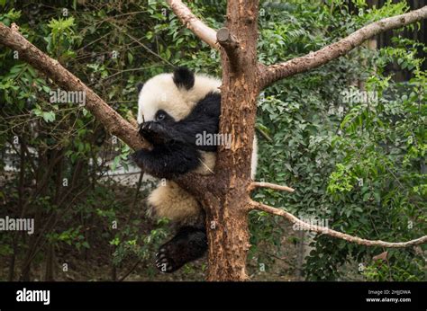 Giant panda, ChengDu panda Base, Sichuan , China Stock Photo - Alamy