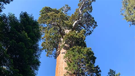 General Grant Tree Trail In Grant Grove At Kings Canyon National Park