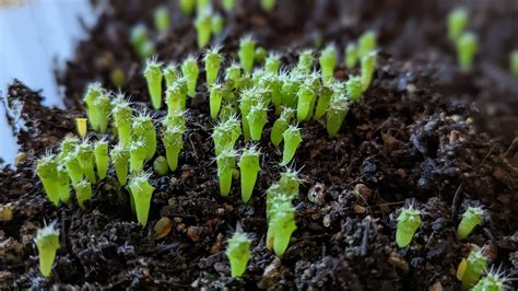 How to grow cactus from seeds — Cactus Culture Australia