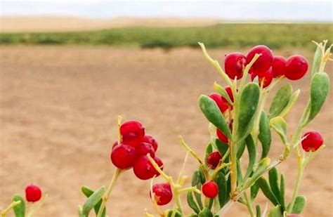 Plants of the Gobi Desert