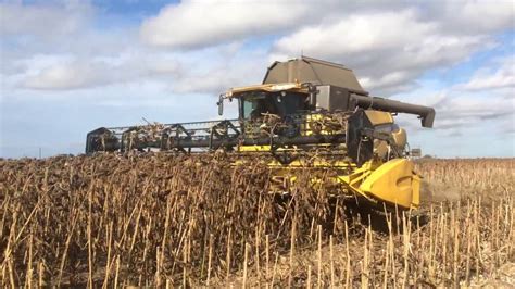 Sunflower Harvesting - YouTube