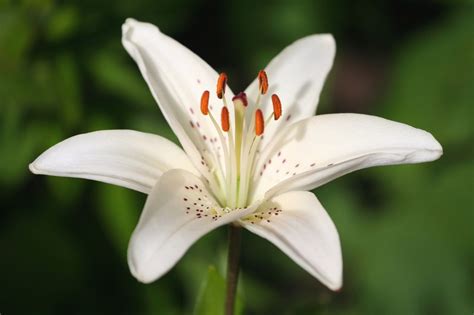 Symbolism of the Lily - The Flower That is a Part of History - Gardenerdy