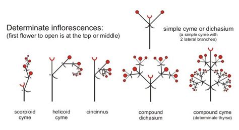 Inflorescence Types - C. Hales Farm