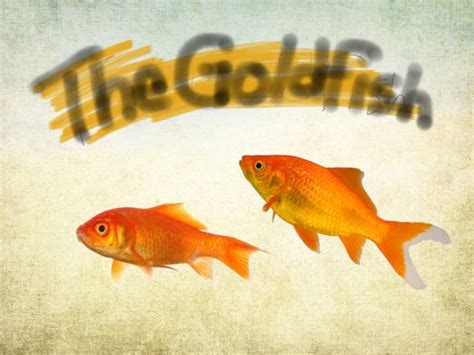 Play Goldfish Game by KG 115 - on TinyTap