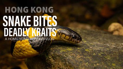 Snake Bites and Deadly Kraits! - YouTube