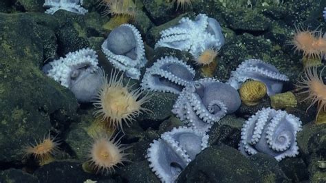 Aboard the Nautilus: Lavender octopuses emerge from sea floor