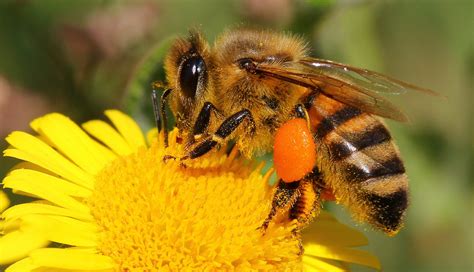 Las abejas desaparecen y con ellas nuestros alimentos