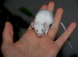 White Mice - Pets Cute and Docile